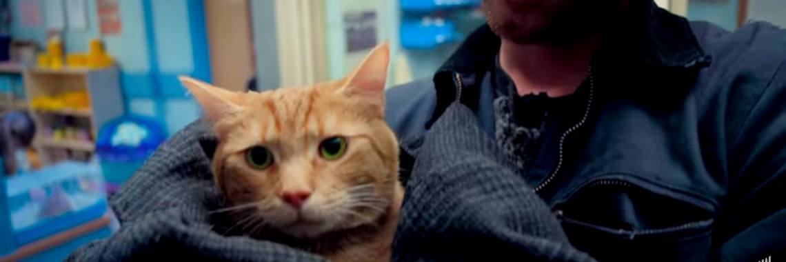 A street cat named Bob  | Aaricia Frans