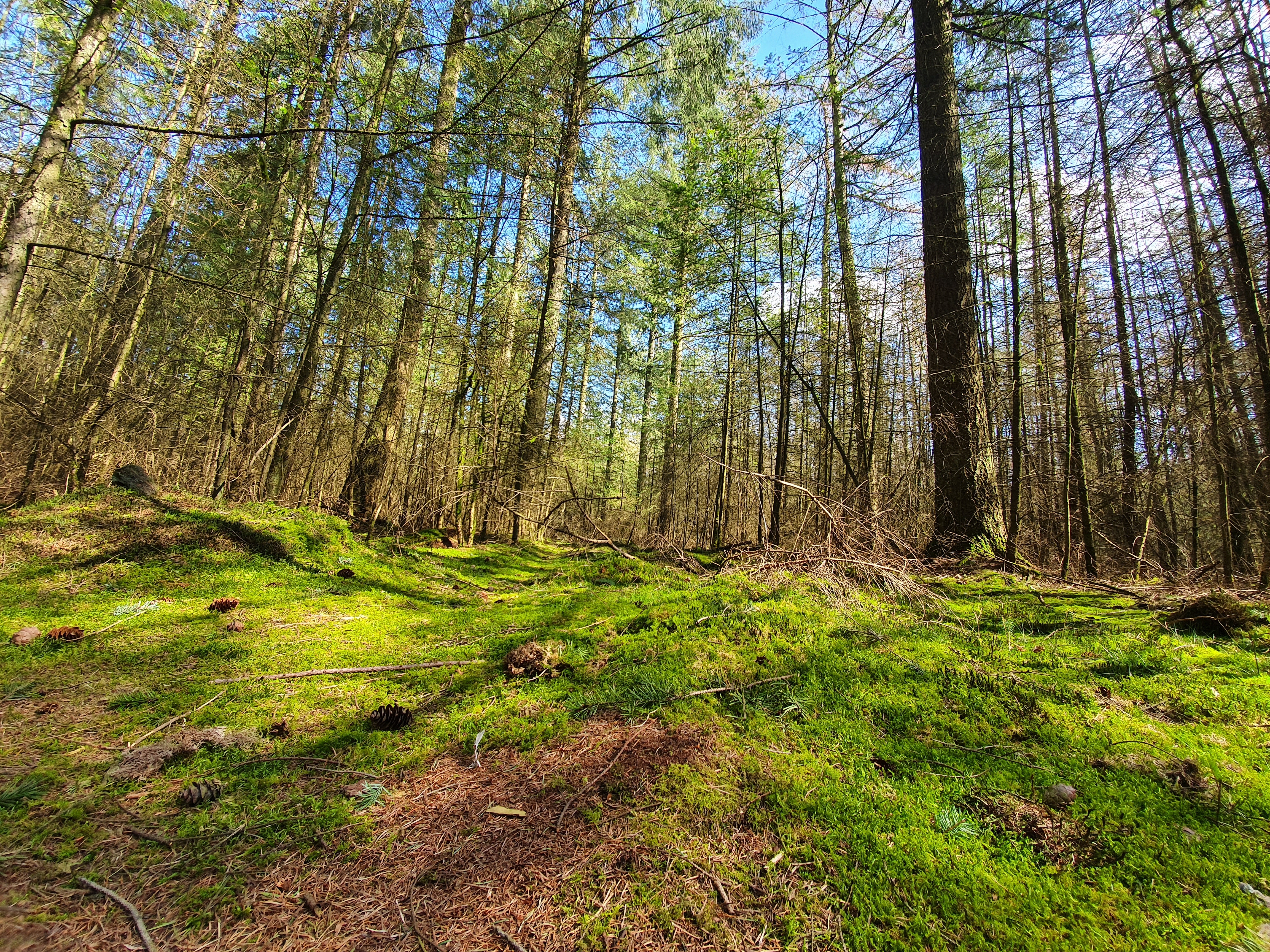 Kruiden en zijn kracht | Aaricia Frans