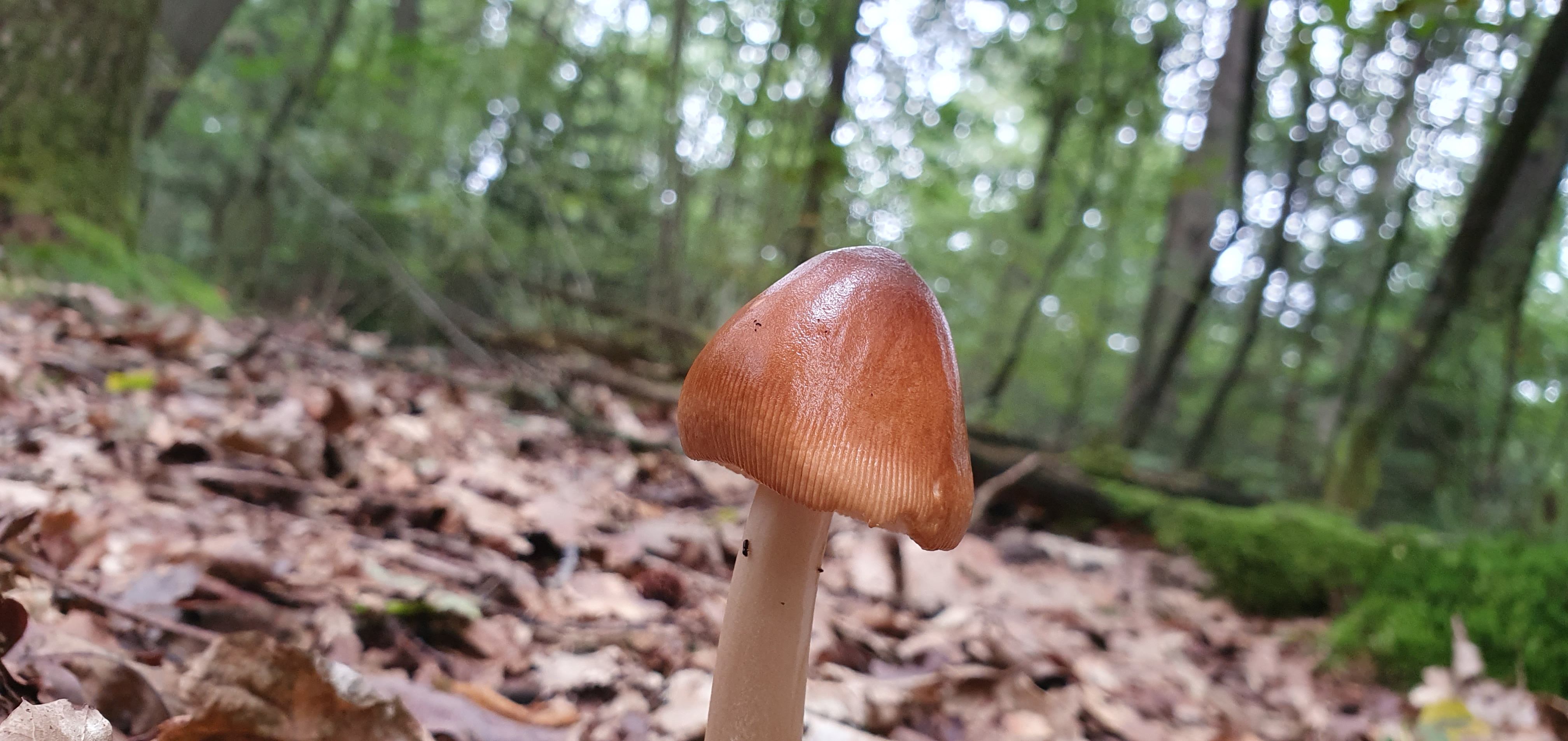 wat is fytotherapie | Aaricia Frans