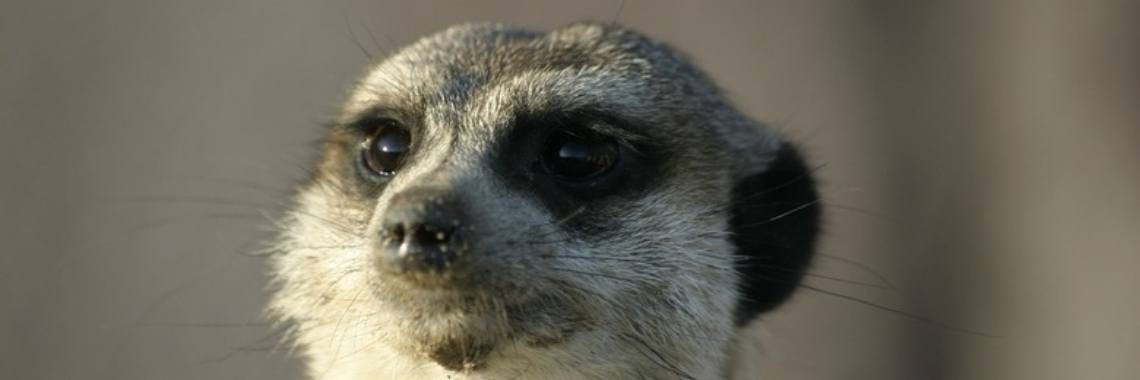 Stokpaardje | Je weet wel...Karin!