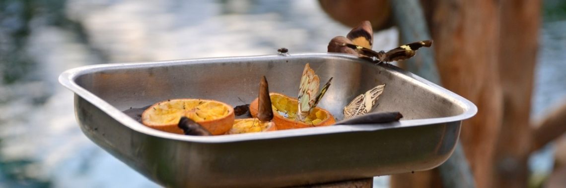 The Dessert, the Bush en Mangrove! | Je weet wel...Karin!