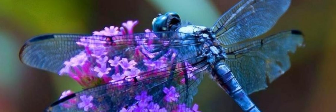 Vrede voor jou! | Je weet wel...Karin!