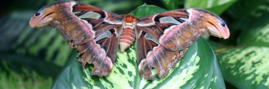 tripje naar de vlindertuin op Bali 2007 | marijke