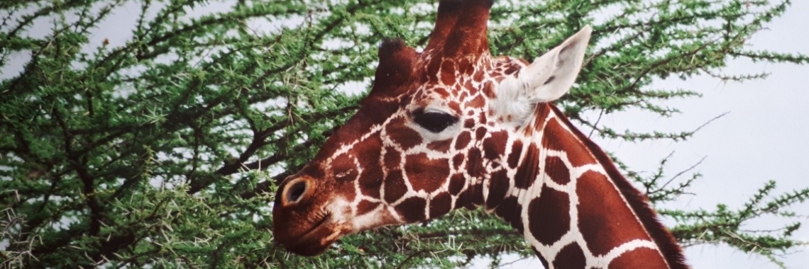 21 juni dag van de Giraffe....... | marijke