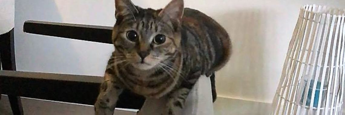 De kat van mijn dochter........ | marijke