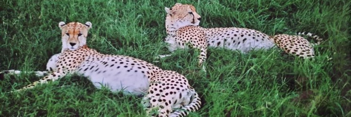 Dit zijn toch wel mijn favorieten hoor...... | marijke