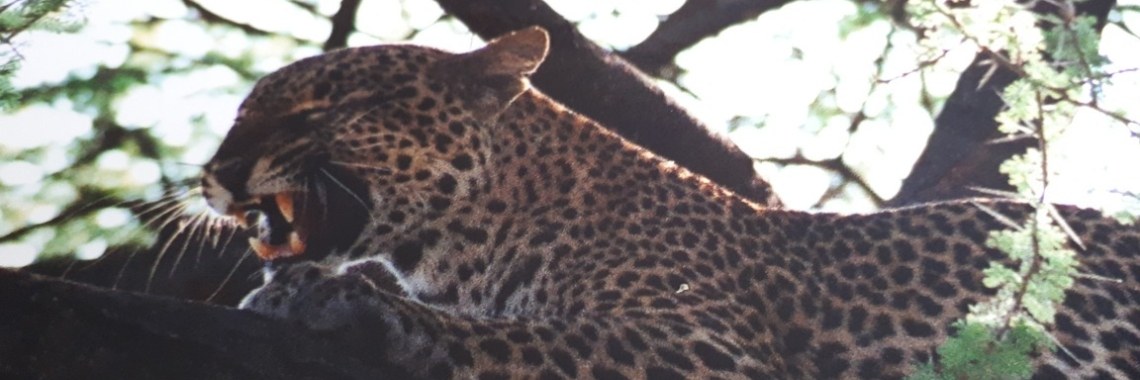 Gespot op onze safari in Kenya.......( mijn 1e inzending vakantie foto's) | marijke
