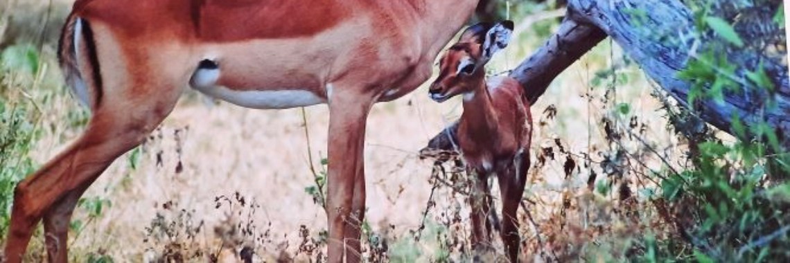 Impala just born... | marijke