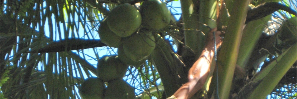 Coconut tree in Pekutatan on Bali 2010 | marijke