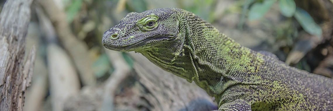 Op de vlucht voor een....Gekko!! | marijke
