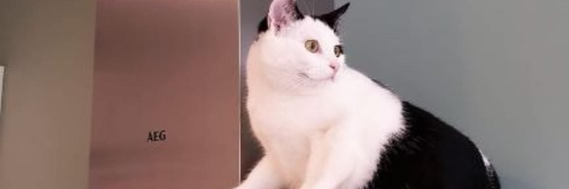Rover de kat van mijn dochter... | marijke