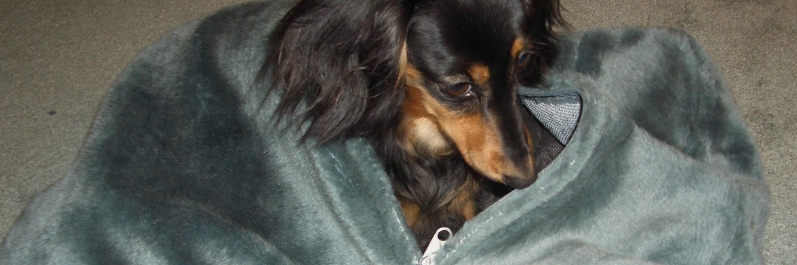 Sixword story of my dachshund... | marijke