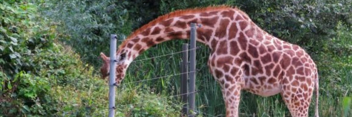 Wat is er toch met mijn nek....... | marijke