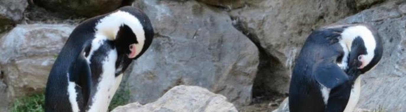 grote poetsbeurt..... | marijke