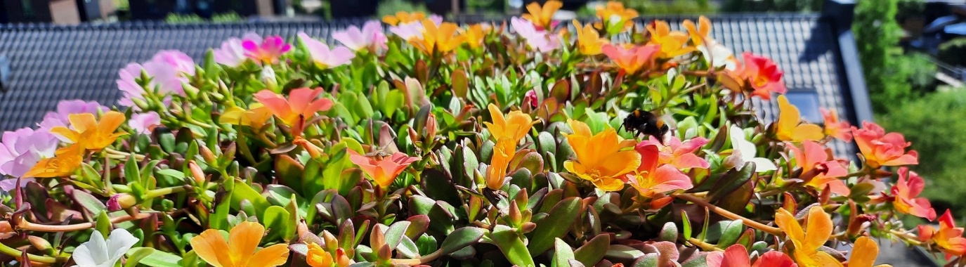 Yoors bloemen challange dag 1 Portulaca | marijke