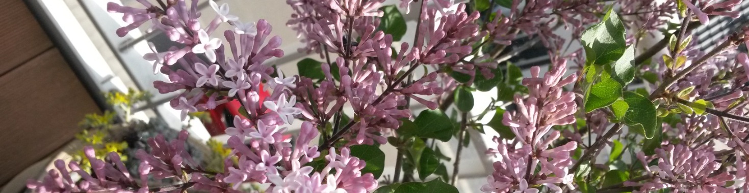 Hoors flower challenge day 5 Sering | marijke