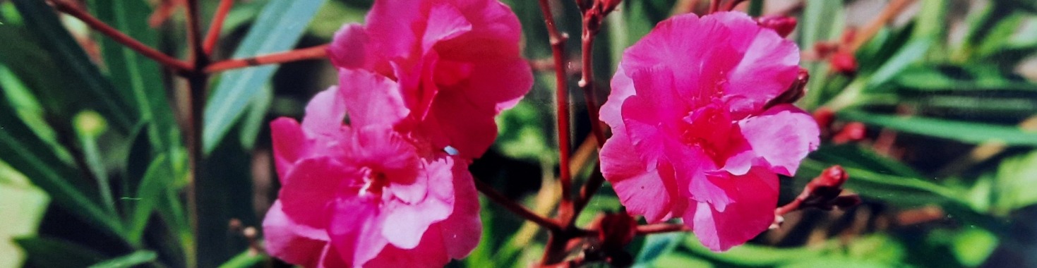 Yoors bloemen challange dag 6   Oleander | marijke