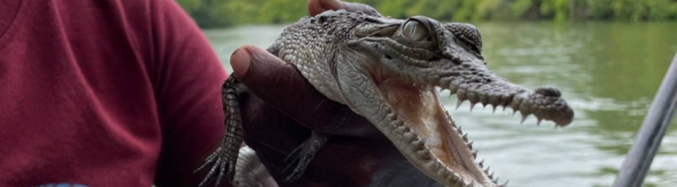 Baby krokodil | marijke