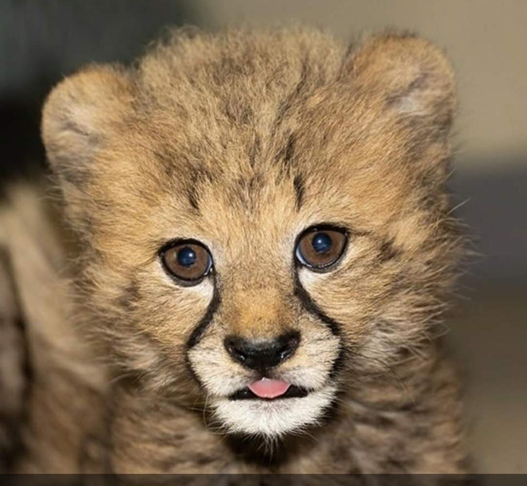 wij keken elkaar diep in de ogen..... | marijke