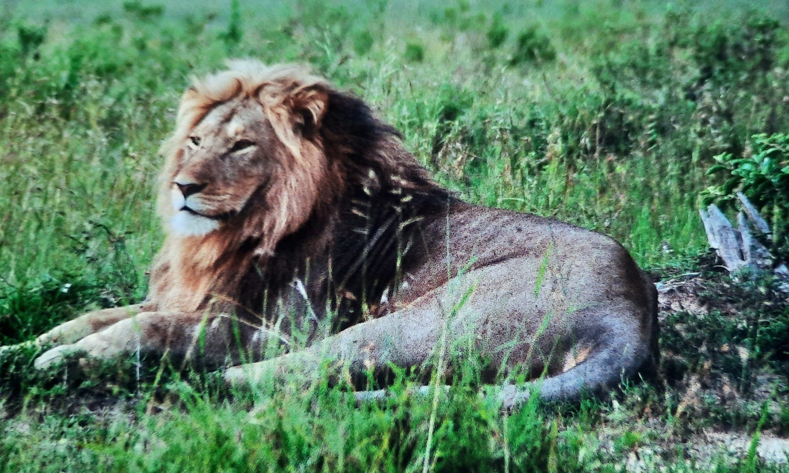 Koning van de dieren...... | marijke