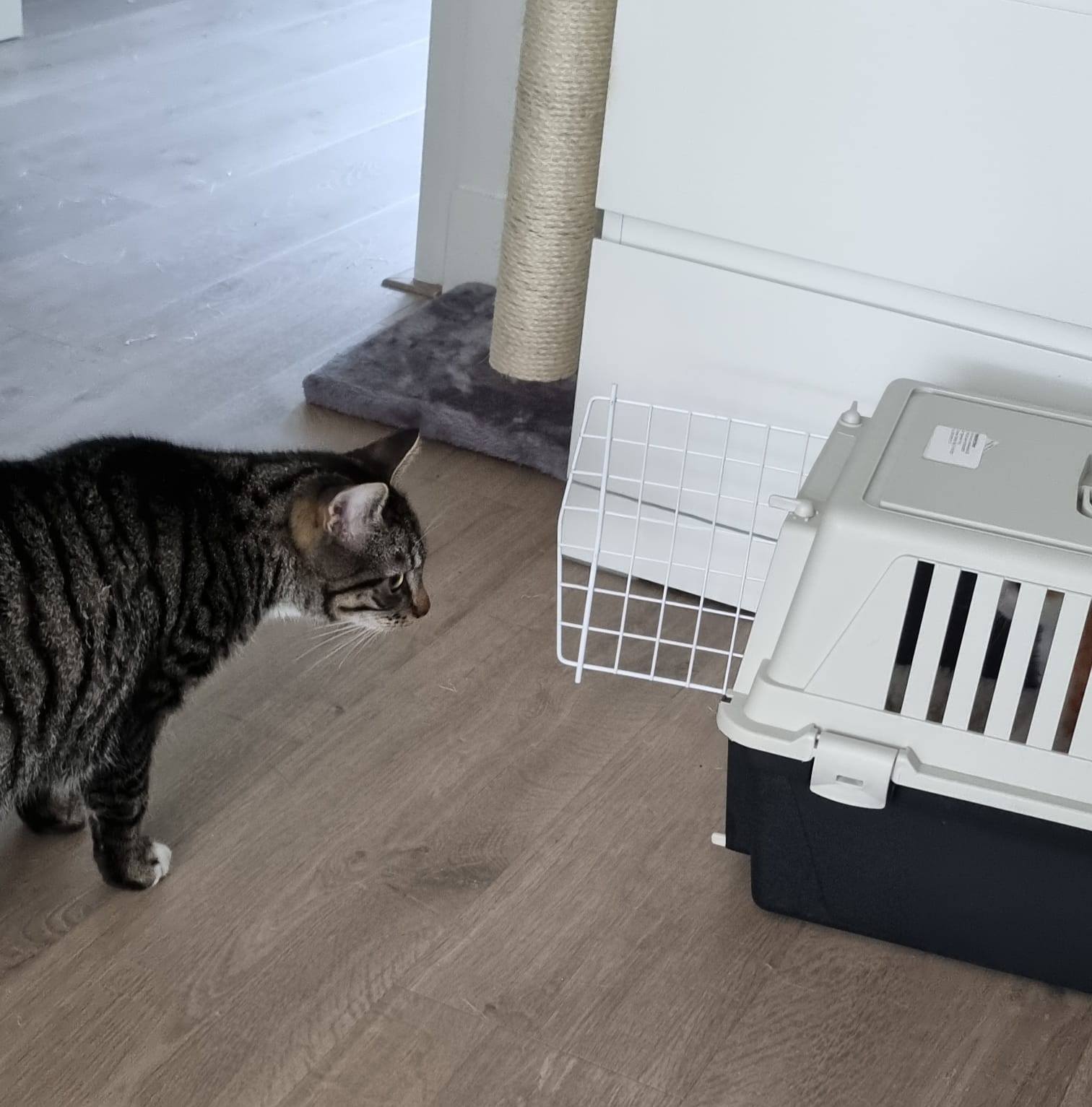 En dan katje nr. 4 van mijn dochter. | marijke