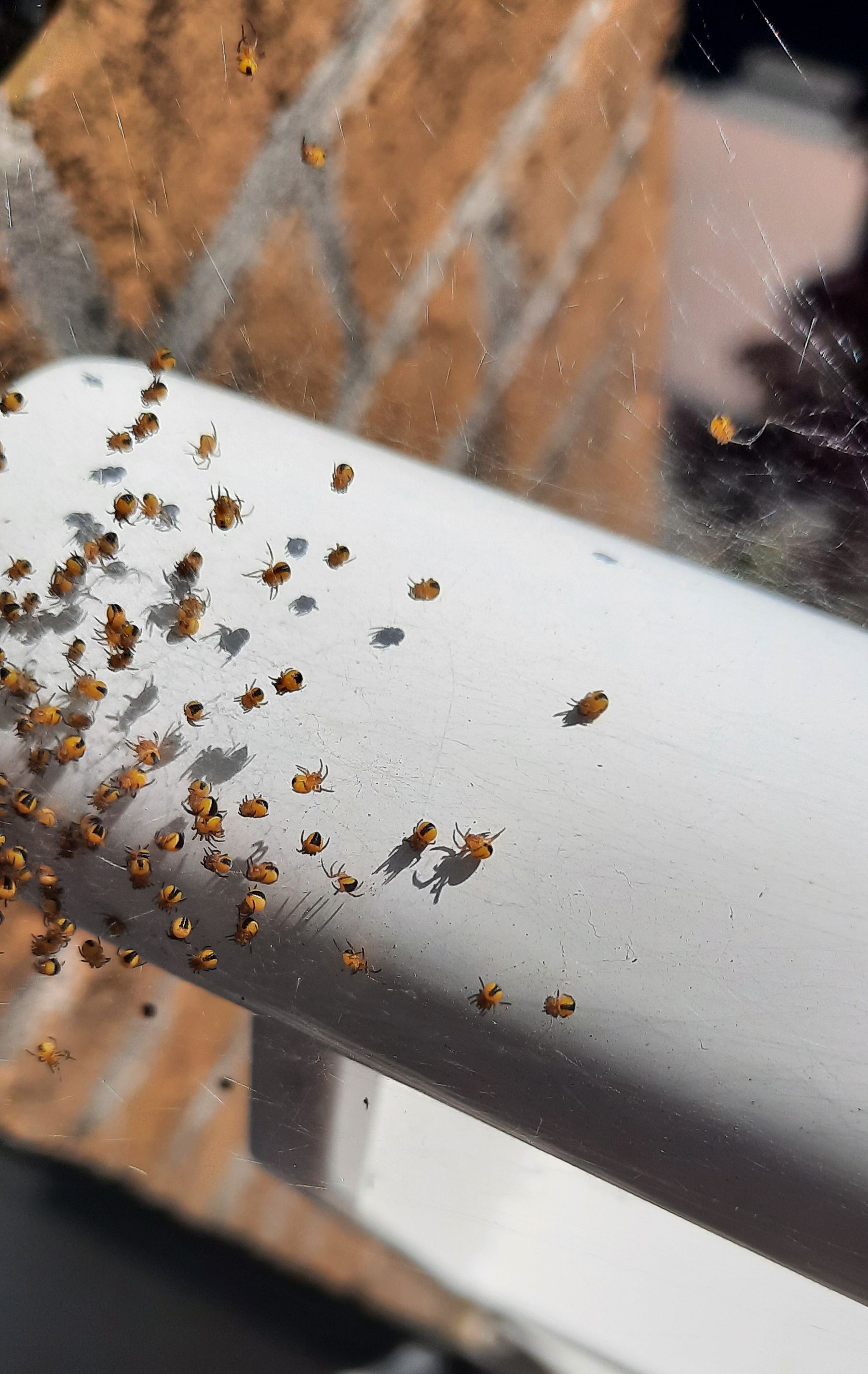 Heb ik dat....... | marijke