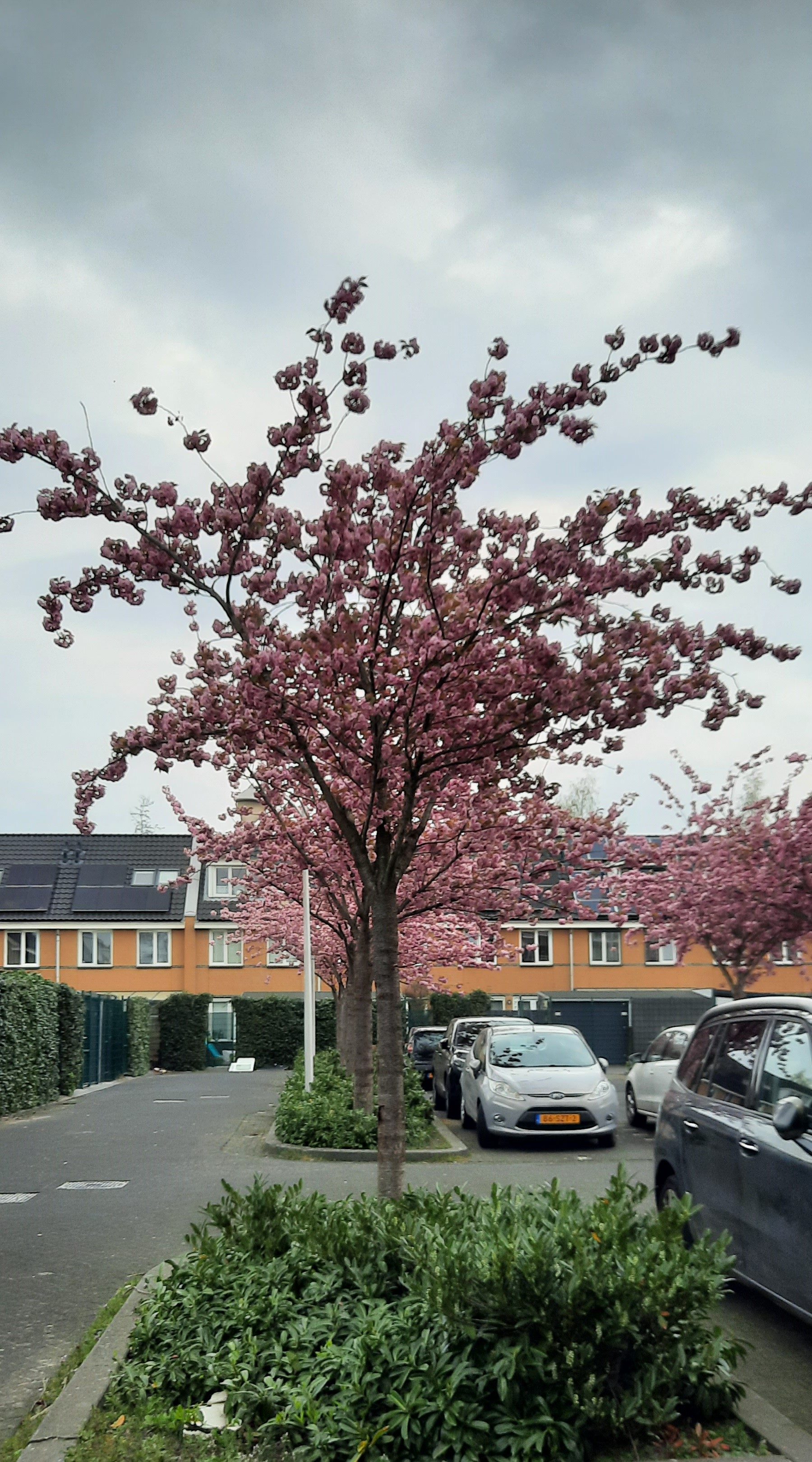 We kunnen weer genieten. | marijke