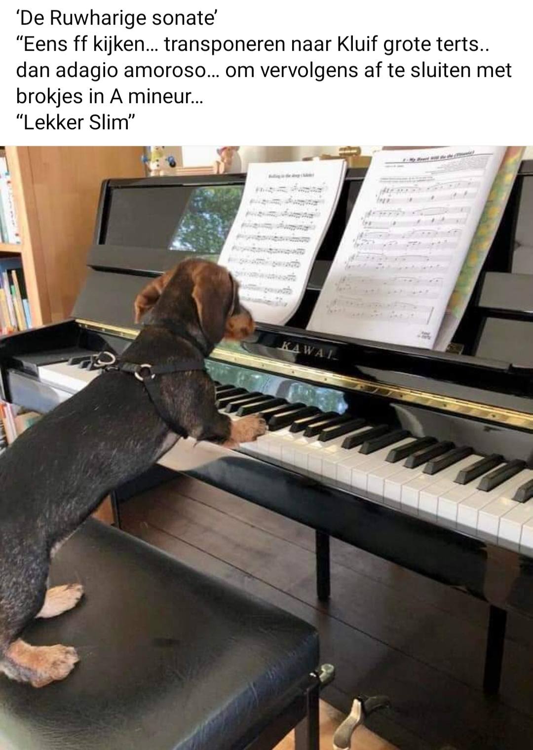 De Ruwharige sonate..... | marijke