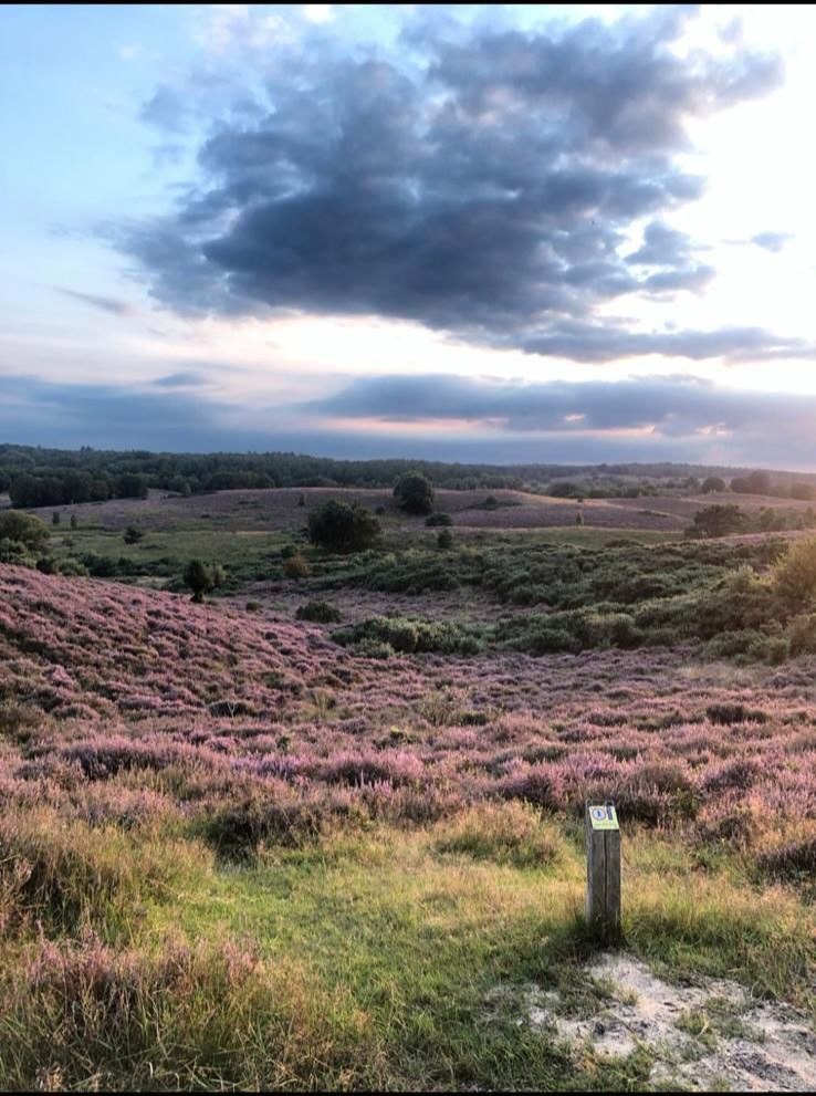 De hei is prachtig dit jaar...... | marijke
