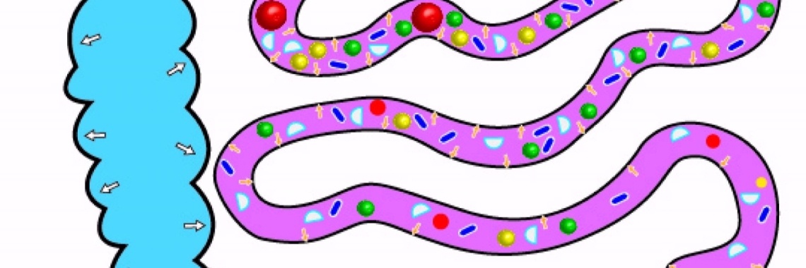 Zelfhelende vermogen Deel 7; Een gezond darmstelsel | Welkom bij De Kniezebietertjes