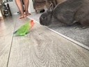 butterflywai