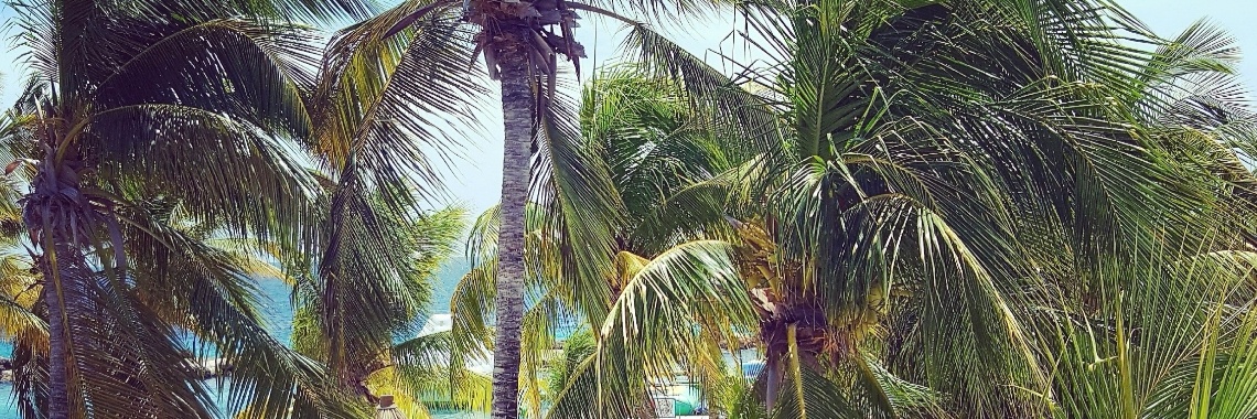 Snorkelen tussen Schildpadden op Curacao | Sel32