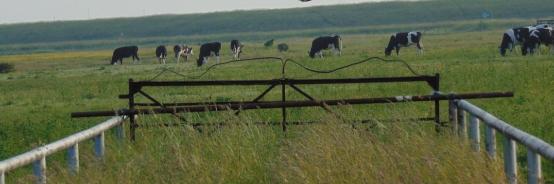 Psychoses... | chihuahuagucci