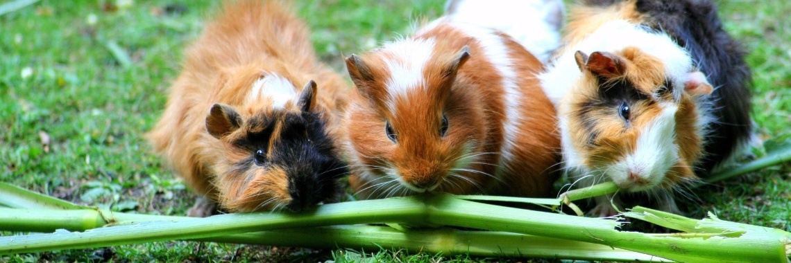 Cavia en vitamine C | Husky's diary