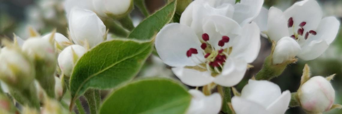 Lente, mijn favoriete seizoen.. | Simone Albers