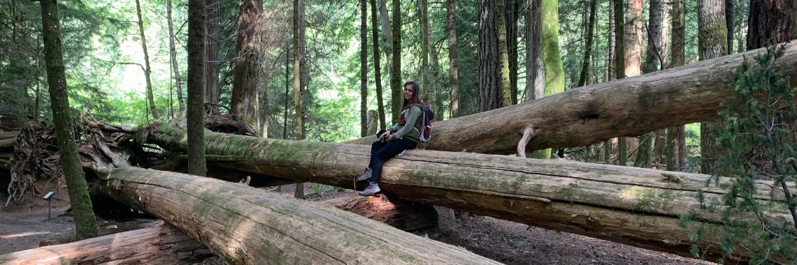 Giant Old Trees. | Louter