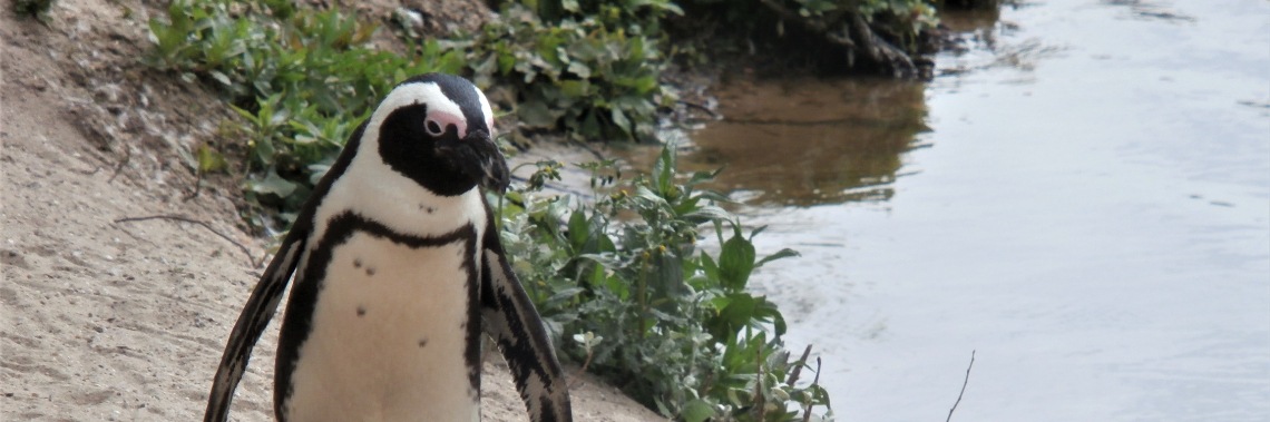 Happy feet... | enigma