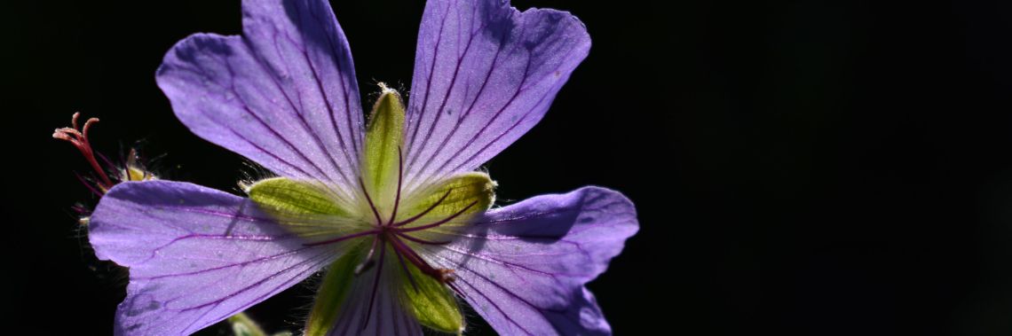 10 dagen, 10 werken - dag 8 | enigma