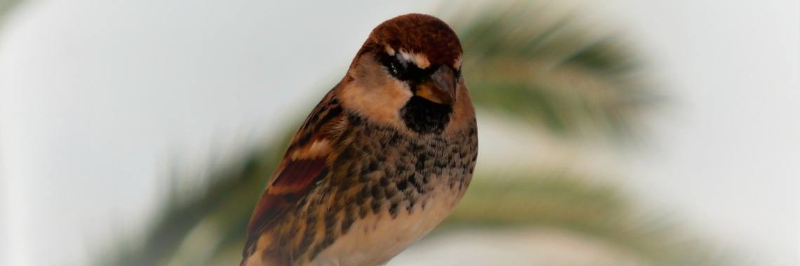 20 tips om vogels naar je tuin te lokken | enigma