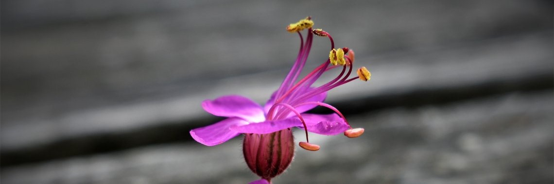 Bloemen - kunstfotografie | enigma