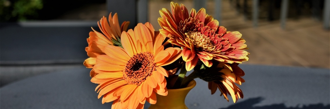 Bloemen op de foto (vervolg van bloemen - kunstfotografie.) | enigma