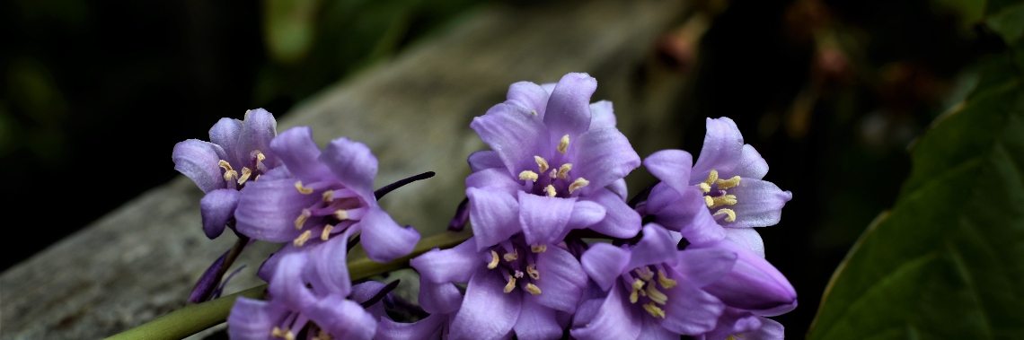 Boshyacinten in mijn eigen tuin op 1 mei | enigma