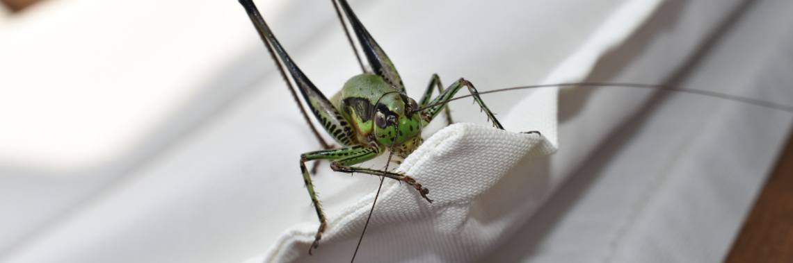 Corfu : allemaal beestjes... (fotoblog) | enigma