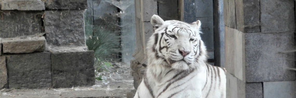De witte tijger : een zeldzaamheid | enigma