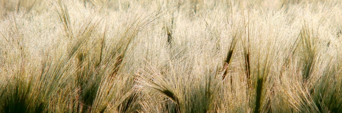 Give me a wig and I'll be someone else... | enigma