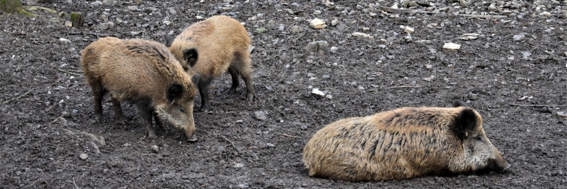 Han-Sur-Lesse : wildpark en grottencomplex | enigma