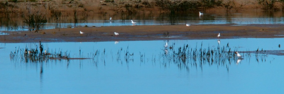 Het Zwin : wandelen, fietsen en watervogels spotten. | enigma
