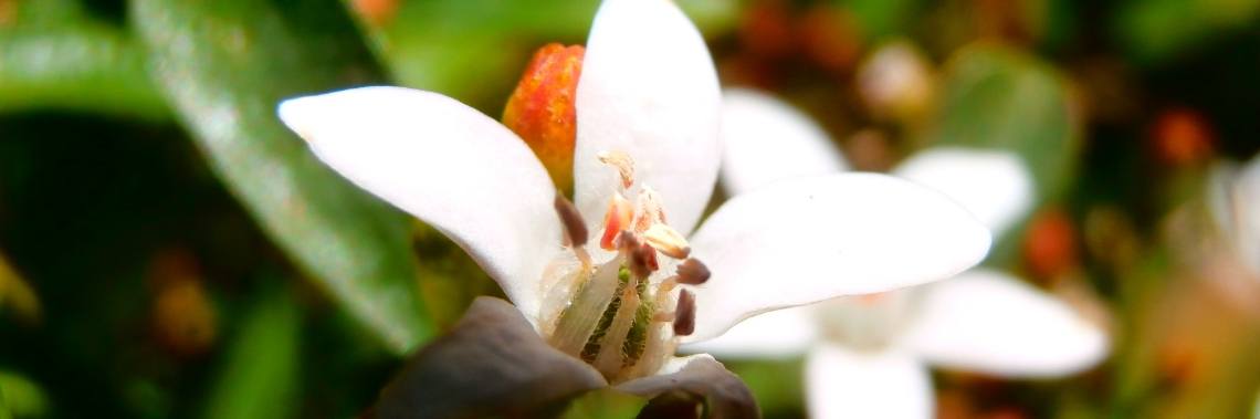 How to make a link with pure words? | enigma