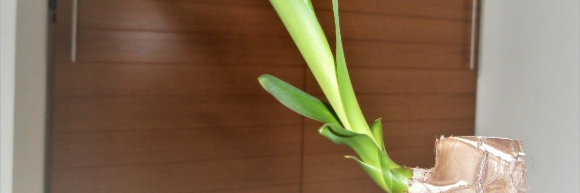 Hoe stek je een kamerplant ? | enigma