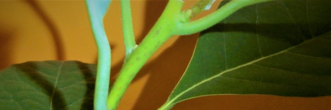 Hoe doe je dat, je eigen #avocadoplant kweken ? | enigma